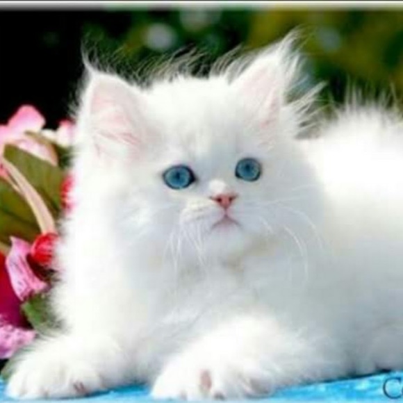 lillyba2a